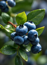Cargar imagen en el visor de la galería, moras azules