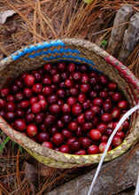 Cargar imagen en el visor de la galería, Café Ge - Cosecha de Julia, Orgánico