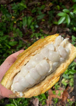 Cargar imagen en el visor de la galería, Foto de frutos