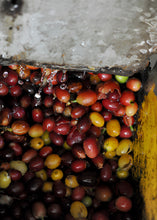 Cargar imagen en el visor de la galería, Café Ge - Cosecha Guadalupe Zajú