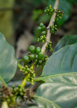 Cargar imagen en el visor de la galería, cereza de cafe