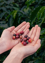 Cargar imagen en el visor de la galería, cultivo de cerezas de cafe