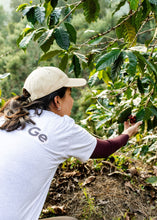 Cargar imagen en el visor de la galería, persona cultivando cafe