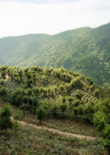 Cargar imagen en el visor de la galería, finca de cafe en mexico
