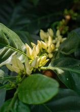 Cargar imagen en el visor de la galería, flor de cafe