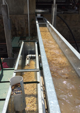 Cargar imagen en el visor de la galería, Maquina para proceso de cafe