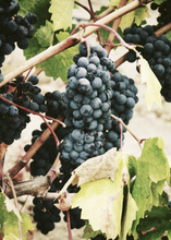 Cargar imagen en el visor de la galería, Foto de ramillete de uvas