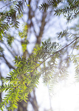 Cargar imagen en el visor de la galería, Ramas de un arbol con sol directo