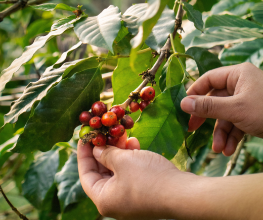 cereza de café,consecha de cafe
