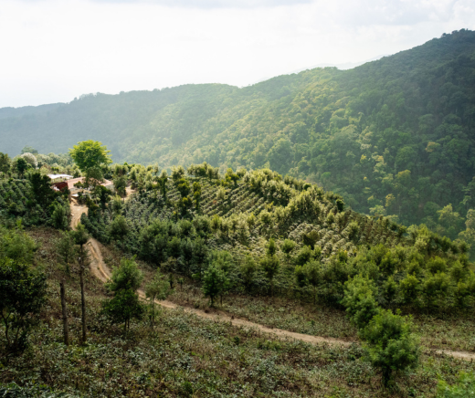 Trazabilidad de tu café: de la finca a tu taza