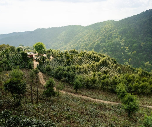Finca 