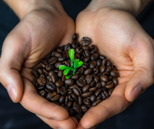 Todo lo que necesitas saber sobre el café orgánico 🌱