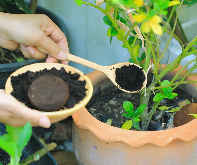 ¿Sabías que el café es un excelente fertilizante para tus plantas? 🪴