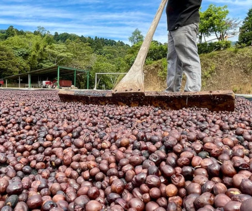 cafe proceso natural