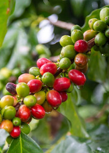 Café Ge - Cosecha de Julia, Orgánico