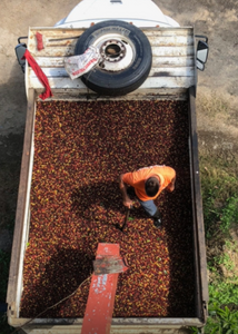 Camion con semillas de cafe