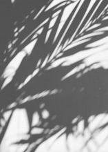 Cargar imagen en el visor de la galería, Fotografia de la sombra de una planta
