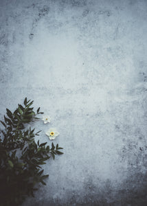 Fotografia de flores blancas en fondo azul